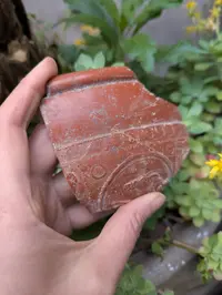 Fragment de céramique sigillée gallo-romaine montrant la teinte caractéristique rouge